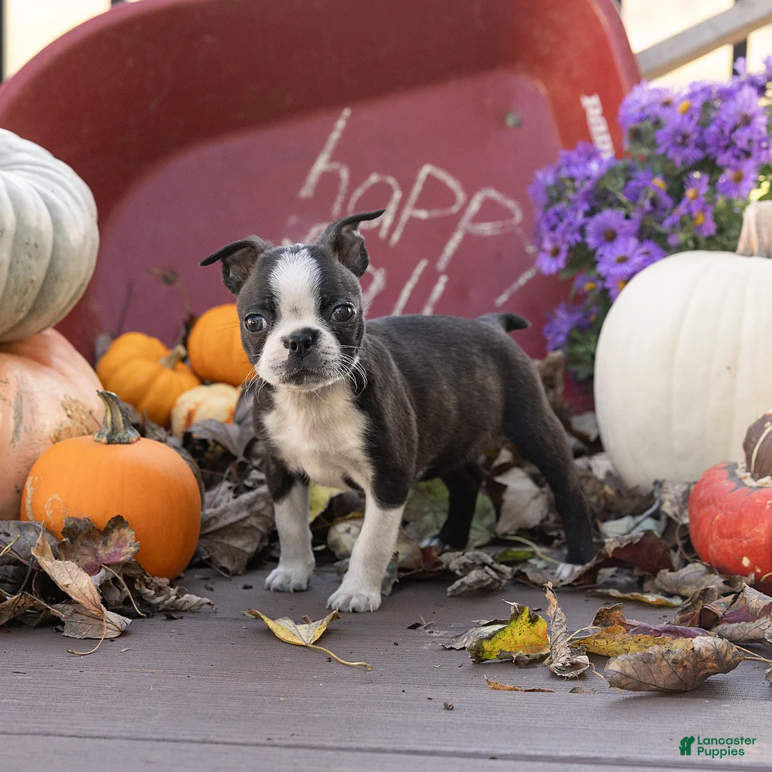 Boston Terrier dogs for sale: Cassie Boston Terrier  - Ad 1
