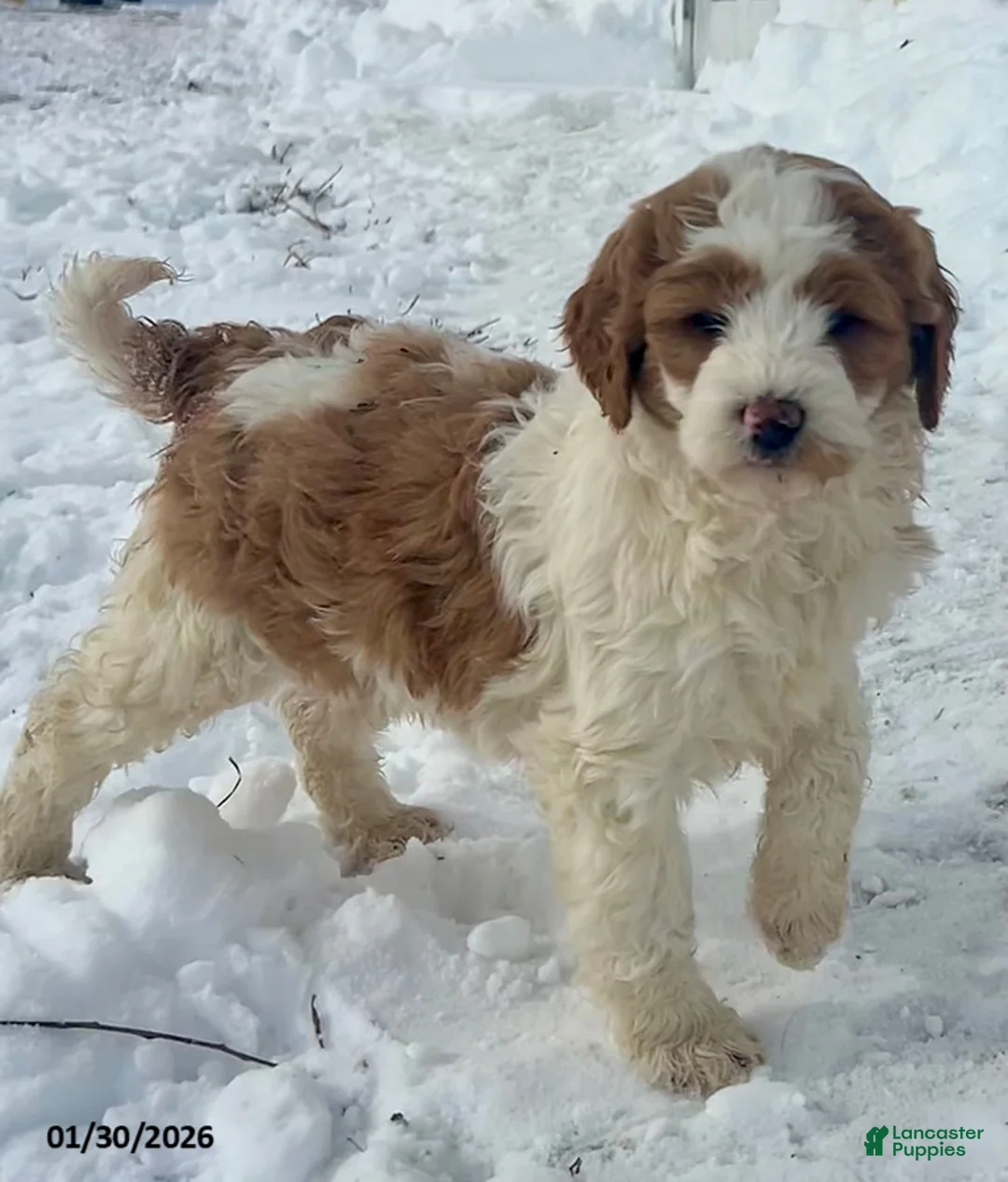 Mini Goldendoodle dogs for sale: Gladiola - Ad 1