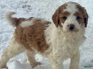 Mini Goldendoodle dogs Gladiola - Ad 31