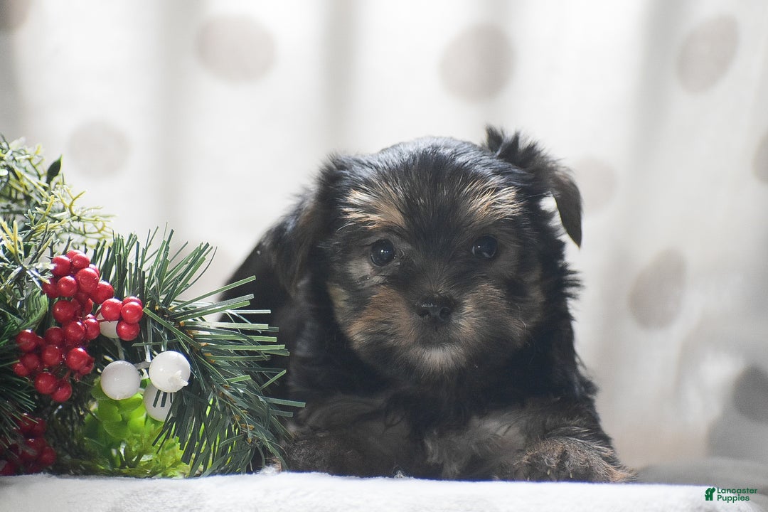 Yorkshire Terrier dogs for sale: Primrose - Ad 3
