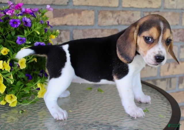Beagle dogs for sale: Sunny - Ad 5