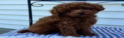 Miniature Poodle dogs for sale: Tank - Ad 3