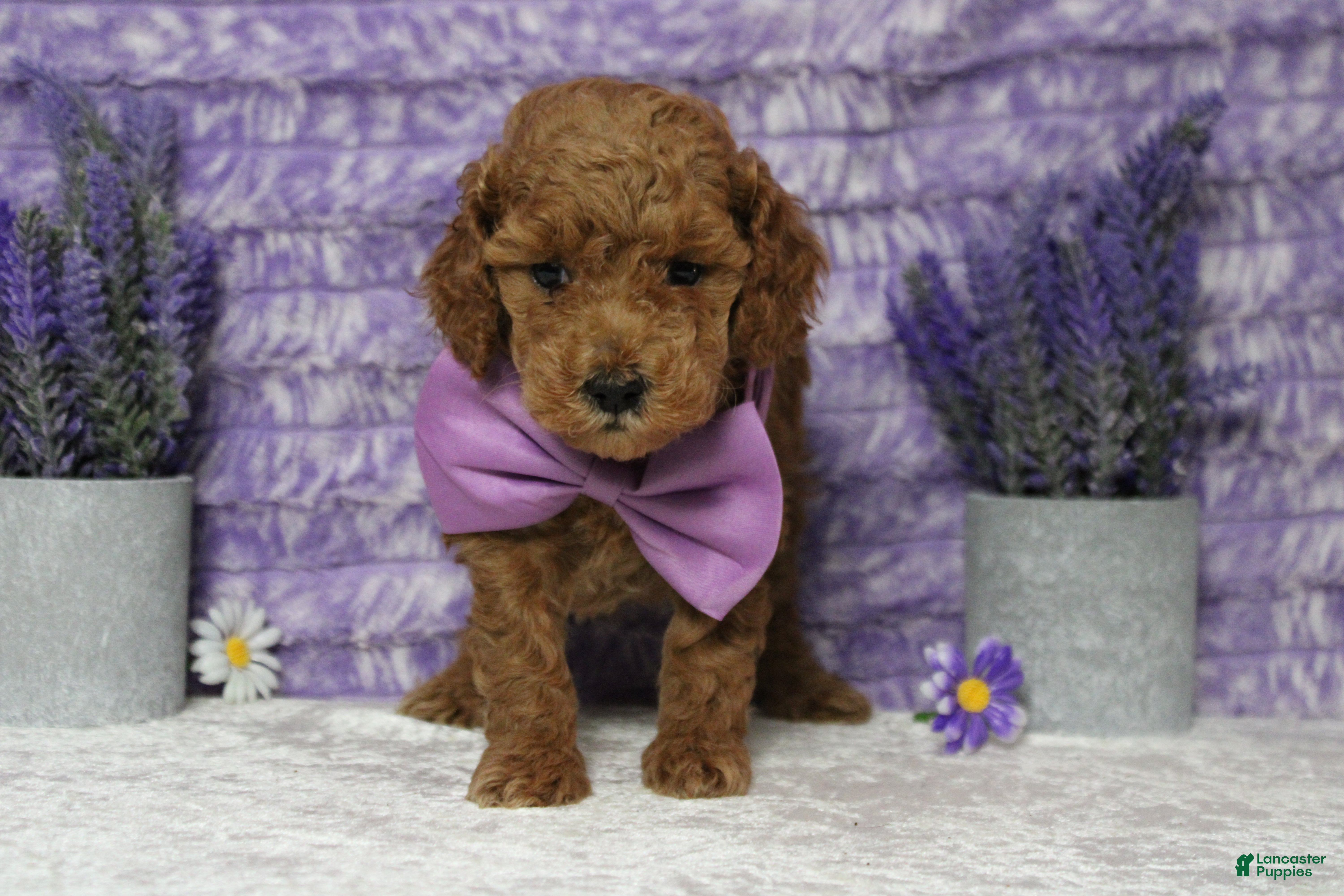 Mixed Breed dogs Mandarin  - Ad 15