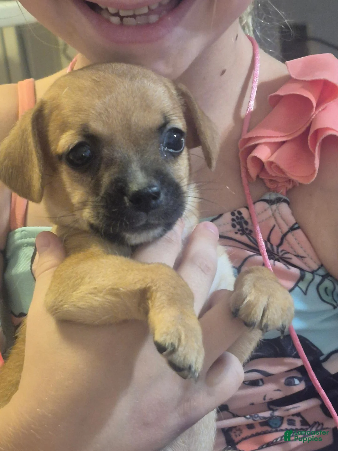 Chiweenie dogs for sale: Chiweenie 2 - Ad 2