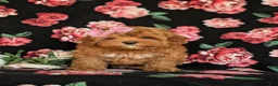 Cavapoo dogs for sale: Cheri Hypoallergenic - Ad 4