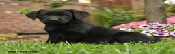 Labrador Retriever dogs for sale: Lavender - Ad 3