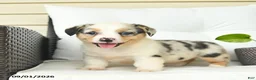 Welsh Corgi Pembroke dogs for sale: Beauty  - Ad 4