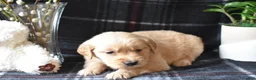 Golden Retriever dogs for sale: Lara - Ad 9