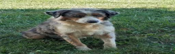 Australian Shepherd dogs for sale: Echo - Ad 12