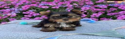 Yorkshire Terrier dogs for sale: Indie - Ad 16