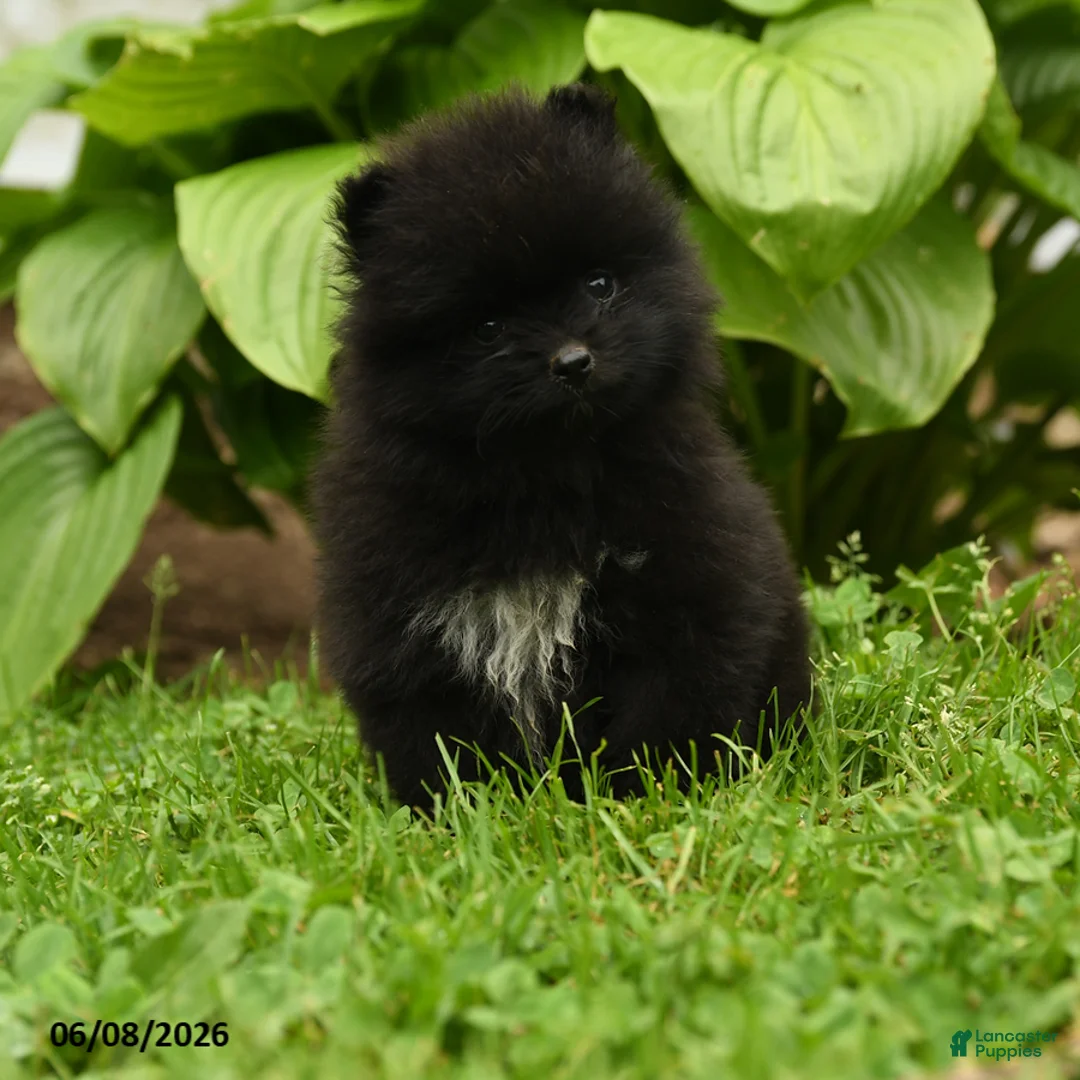 Pomeranian dogs for sale: Happy - Ad 1