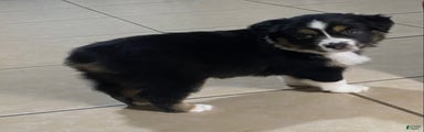 Miniature Australian Shepherd Puppy 3