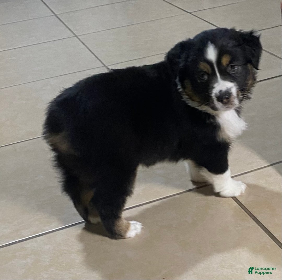 Miniature Australian Shepherd dogs for sale: Miniature Australian Shepherd Puppy 3 - Ad 1
