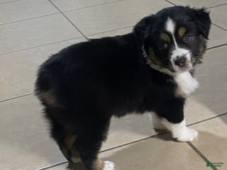 Miniature Australian Shepherd dogs Miniature Australian Shepherd Puppy 3 - Ad 8