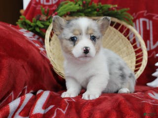 Welsh Corgi Pembroke dogs Bella - Ad 40