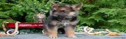 German Shepherd dogs for sale: Violet - Ad 3