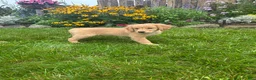Golden Retriever dogs for sale: Golden Retriever 8 - Ad 4