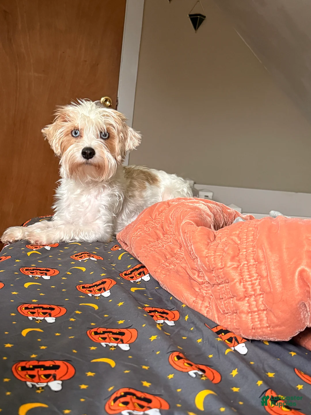 Yorkshire Terrier dogs for sale: Stanley  - Ad 3