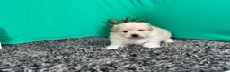 Pomapoo dogs for sale: Pomapoo 1 - Ad 2