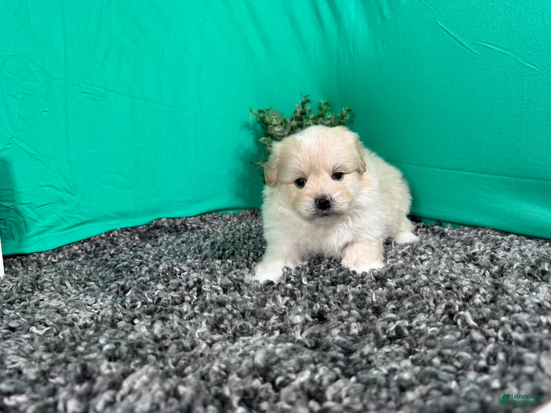 Pomapoo dogs for sale: Pomapoo 1 - Ad 2