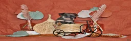 Chihuahua dogs for sale: Yogi - Ad 1