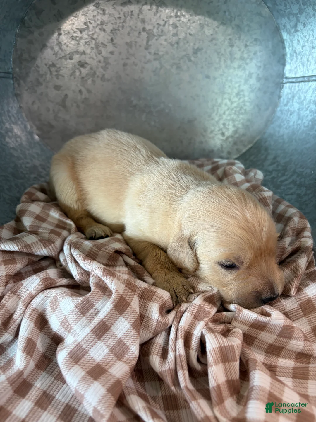 Golden Retriever dogs for sale: Golden Retriever 9 - Ad 2