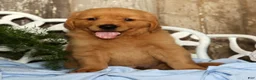 Golden Retriever dogs for sale: Jasper - Ad 2