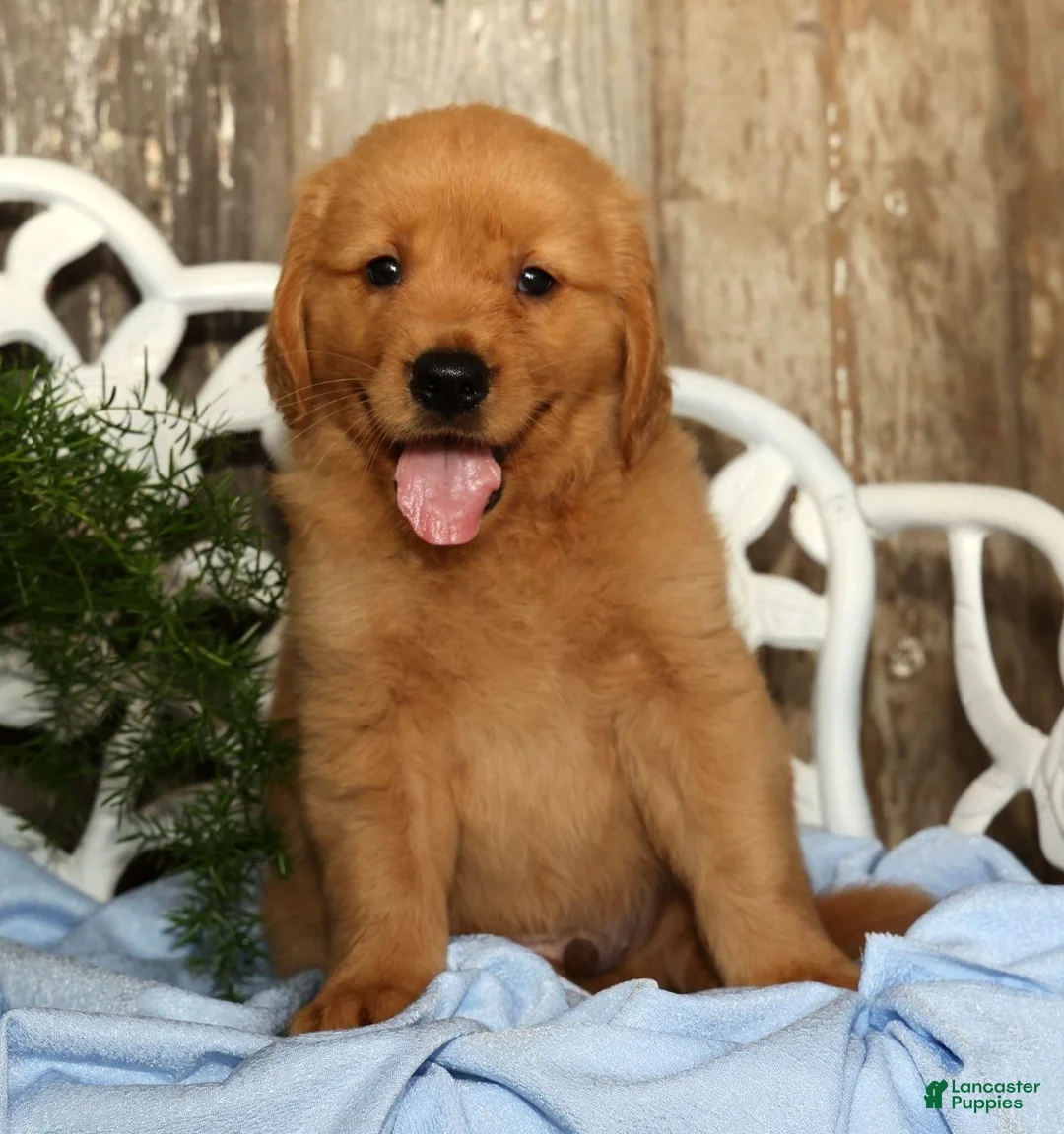 Golden Retriever dogs for sale: Jasper - Ad 2
