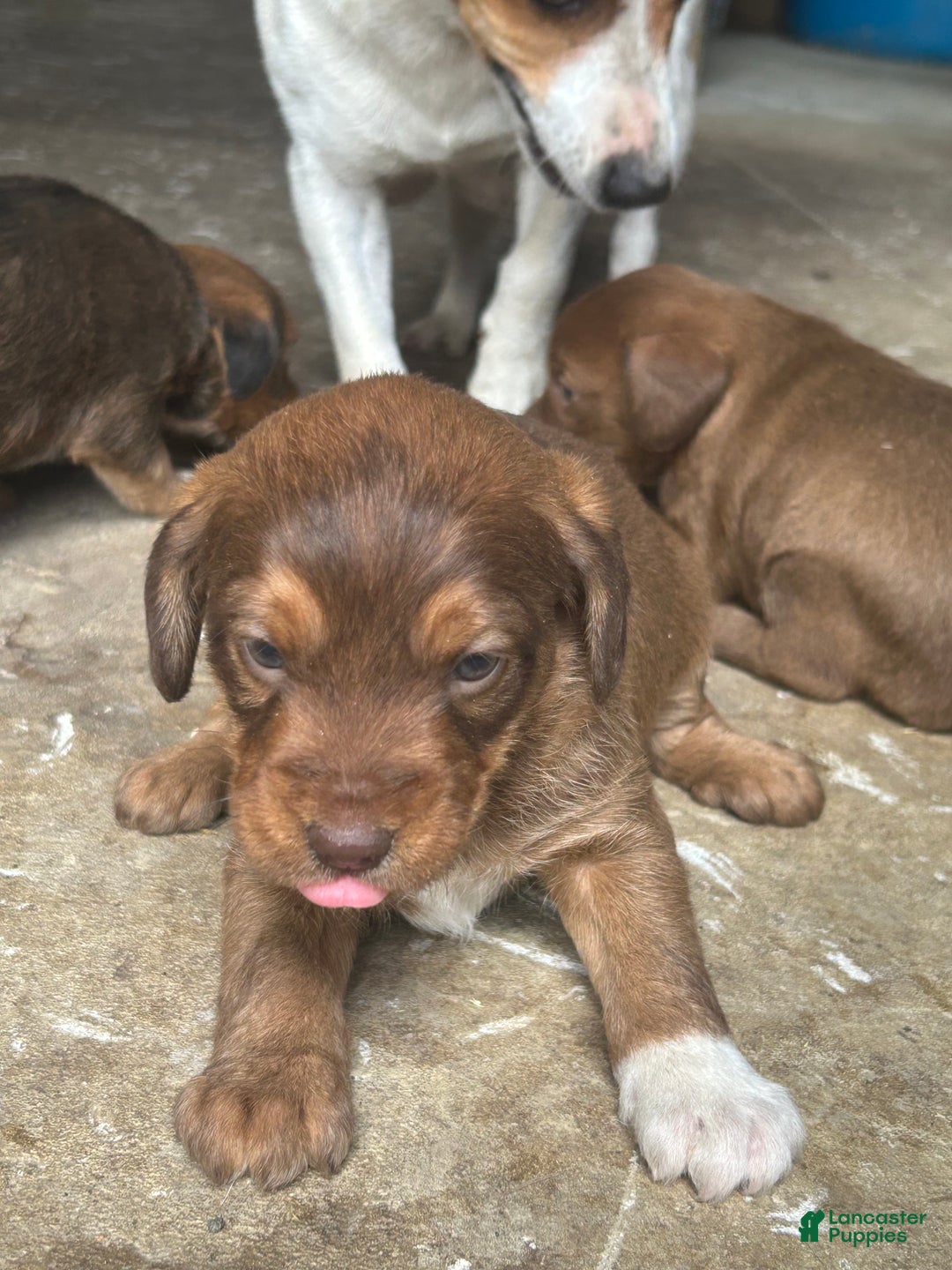 Jackapoo dogs for sale: Jackapoo Puppy 2 - Ad 6