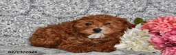Cavapoo dogs for sale: Aurora - Ad 3