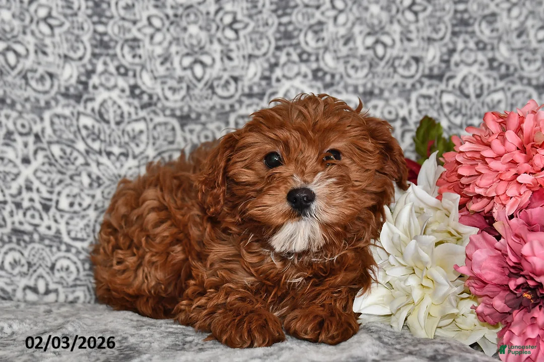 Cavapoo dogs for sale: Aurora - Ad 3