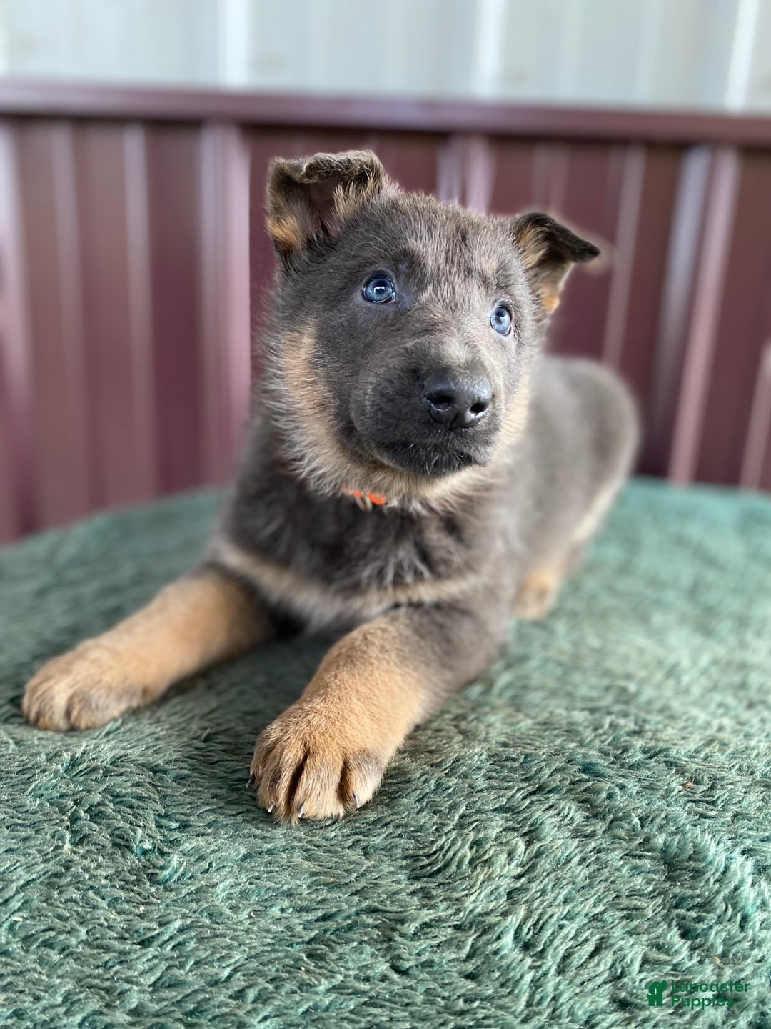 German Shepherd dogs for sale: German Shepherd Puppy 7 Jody - Ad 3
