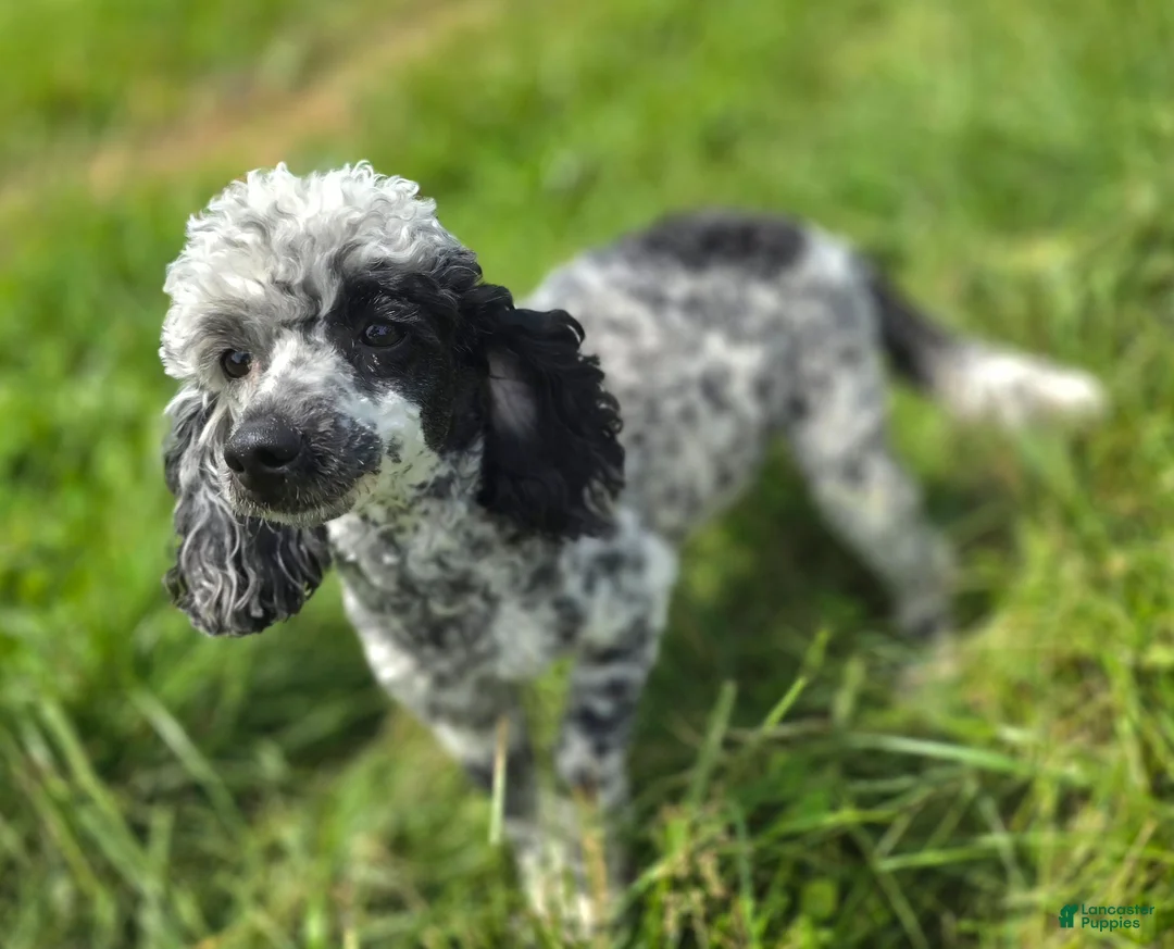 Cavapoo dogs for sale: Lala Orange - Ad 9
