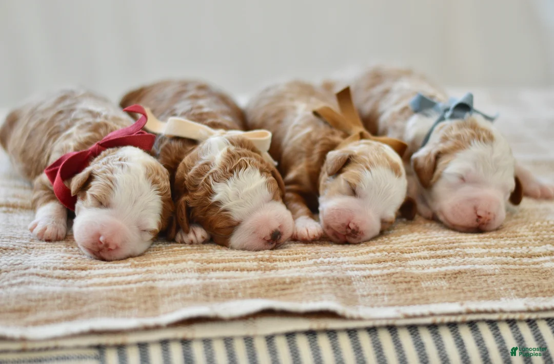 Goldendoodle dogs for sale: Basil - Ad 12