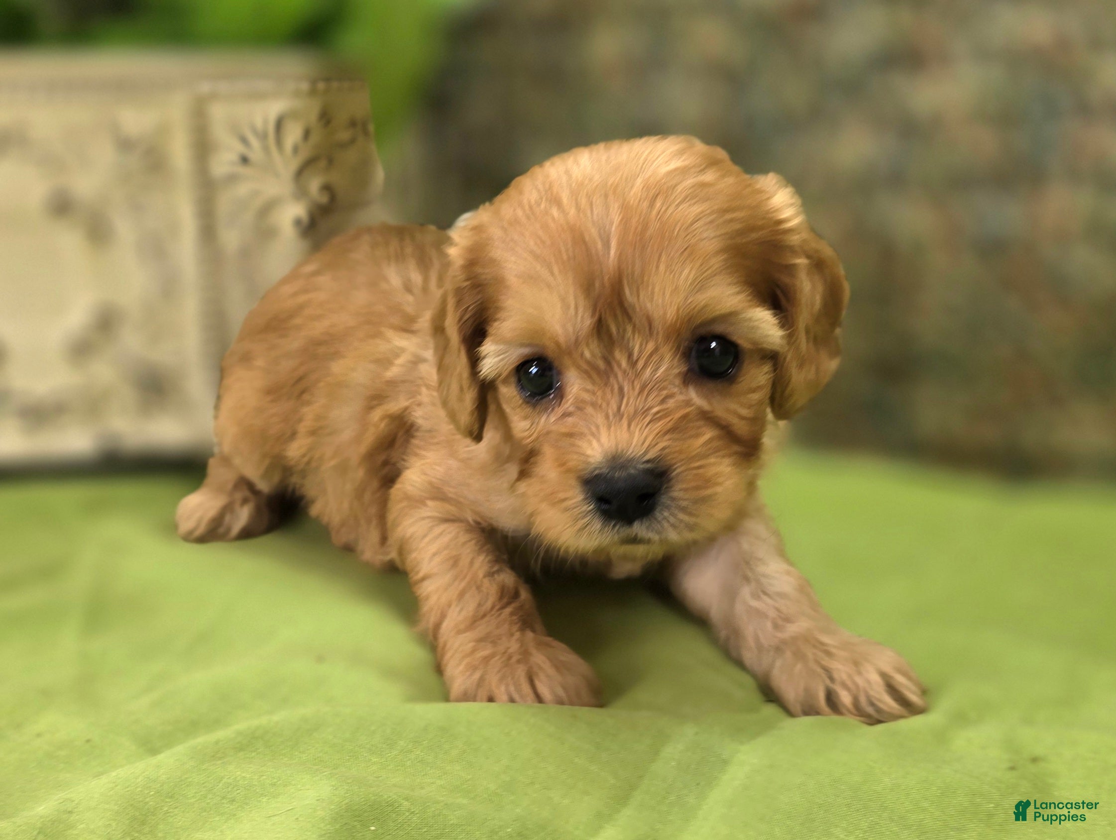 Cavapoo dogs Beau - Ad 30