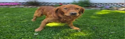 Golden Retriever dogs for sale: Connor - Ad 6