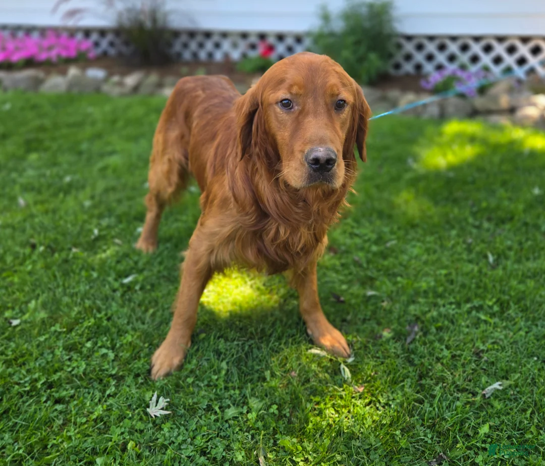 Golden Retriever dogs for sale: Connor - Ad 6