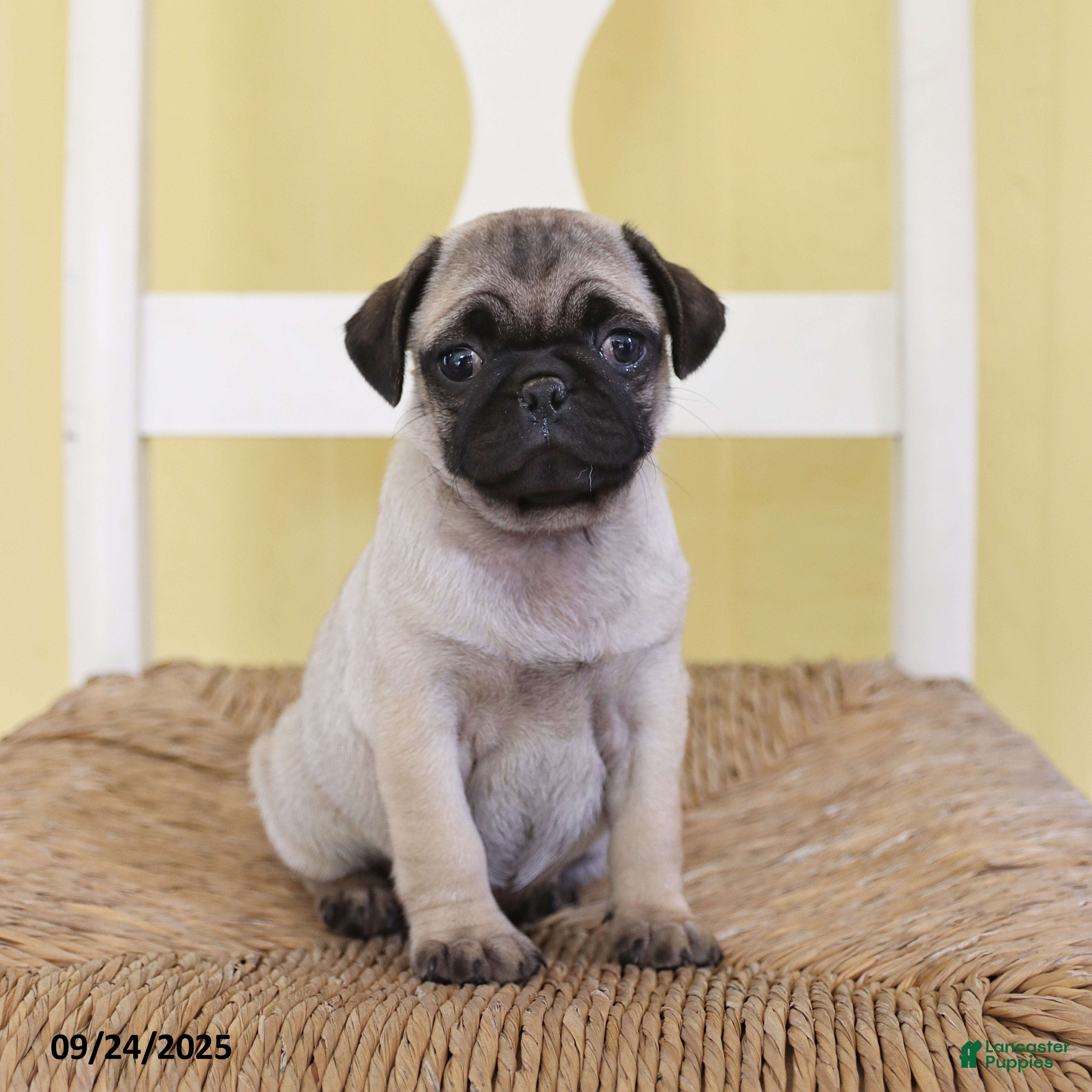Pug dogs Daisy - Ad 31