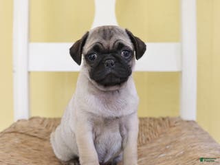 Pug dogs Daisy - Ad 13