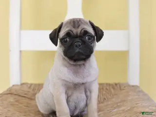 Pug dogs Daisy - Ad 36