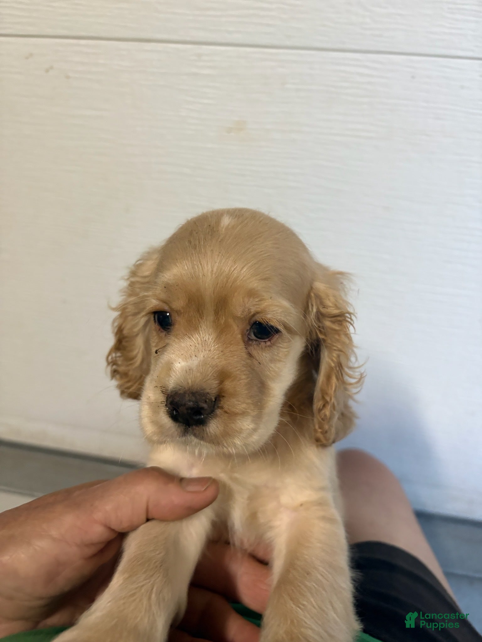Cocker Spaniel dogs Teddy - Ad 34