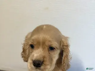 Cocker Spaniel dogs Teddy - Ad 34