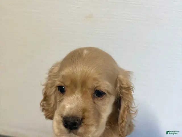 Cocker Spaniel dogs Teddy - Ad 27