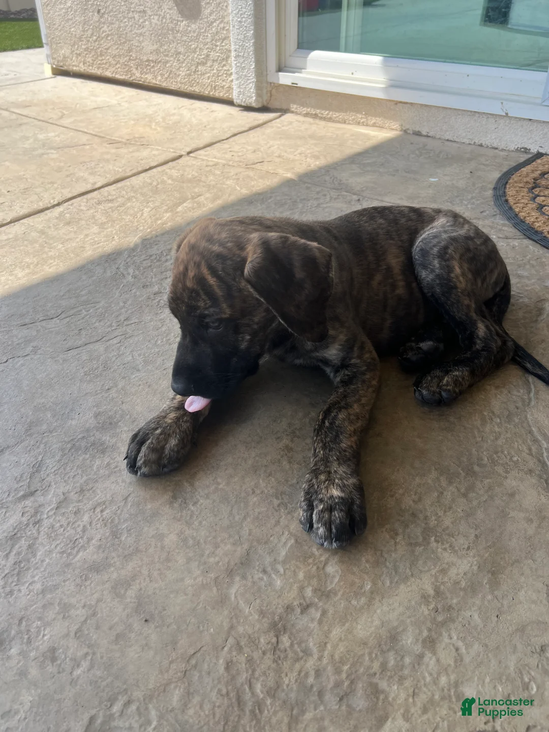 Mixed Breed dogs for sale: Mixed Breed Puppy 2 - Ad 2