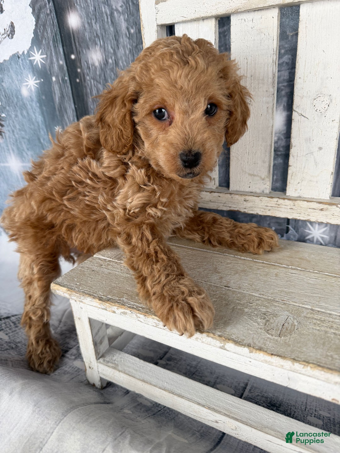 Cavapoo dogs for sale: Willy - Ad 3