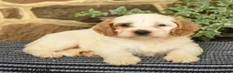 Cockapoo dogs for sale: Cream - Ad 4