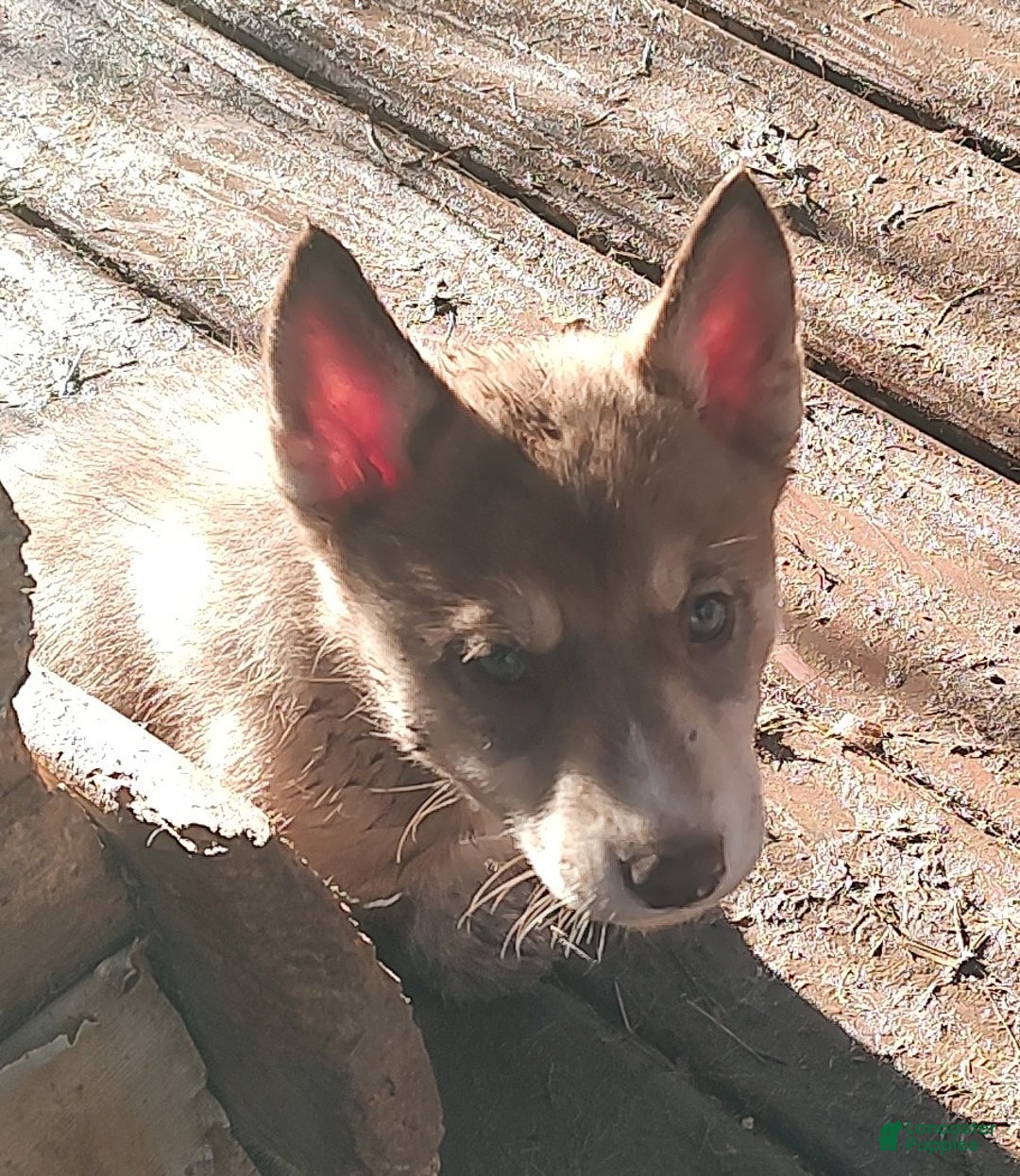 Siberian Husky dogs for sale: Siberian Husky Puppy 4 - Ad 2