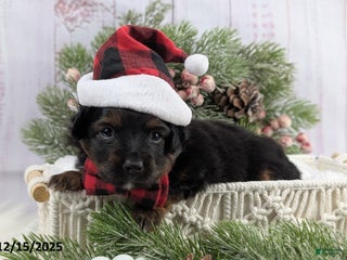 Toy Australian Shepherd dogs Brittlyn - Ad 4