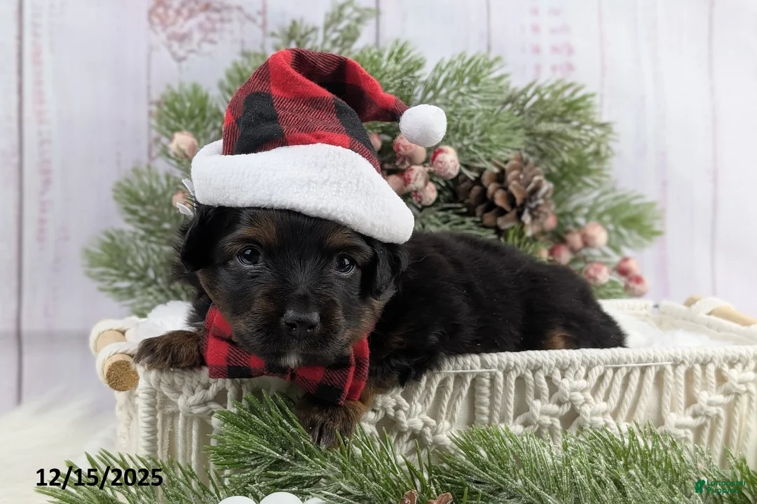 Toy Australian Shepherd dogs for sale: Brittlyn - Ad 27