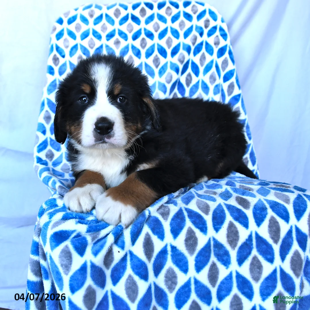 Bernese Mountain Dog dogs for sale: Jasper - Ad 1
